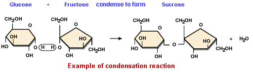 2126_Example of condensation reaction.png